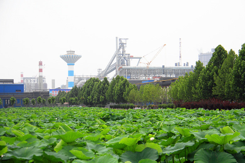 又是一年荷花“俏”