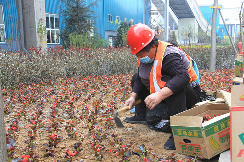 栽种花卉 扮靓厂区